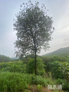 15公分黄花风铃木