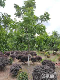 10公分薄壳山核桃