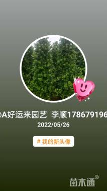 100厘米非洲茉莉球