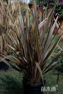 高度60厘米新西兰亚麻