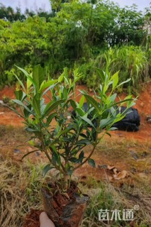 高度35厘米中叶栀子