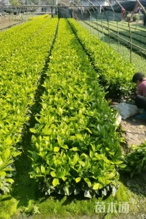 高度40厘米花叶珊瑚