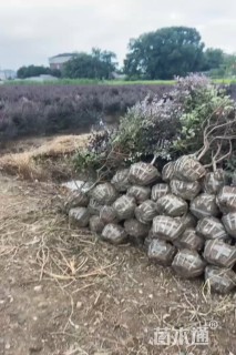 高度80厘米红花继木