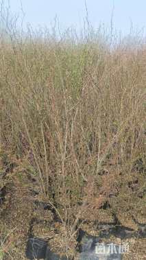 高度50厘米黄刺玫