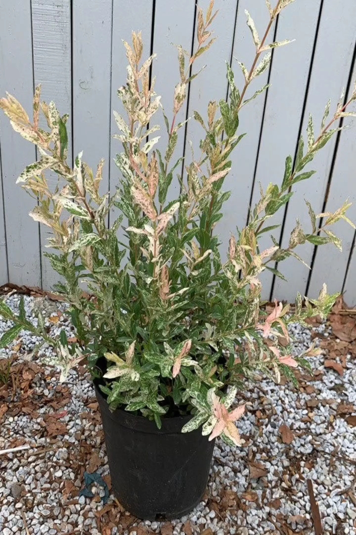 0.5公分花叶杞柳