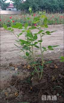 高度30厘米丰花月季