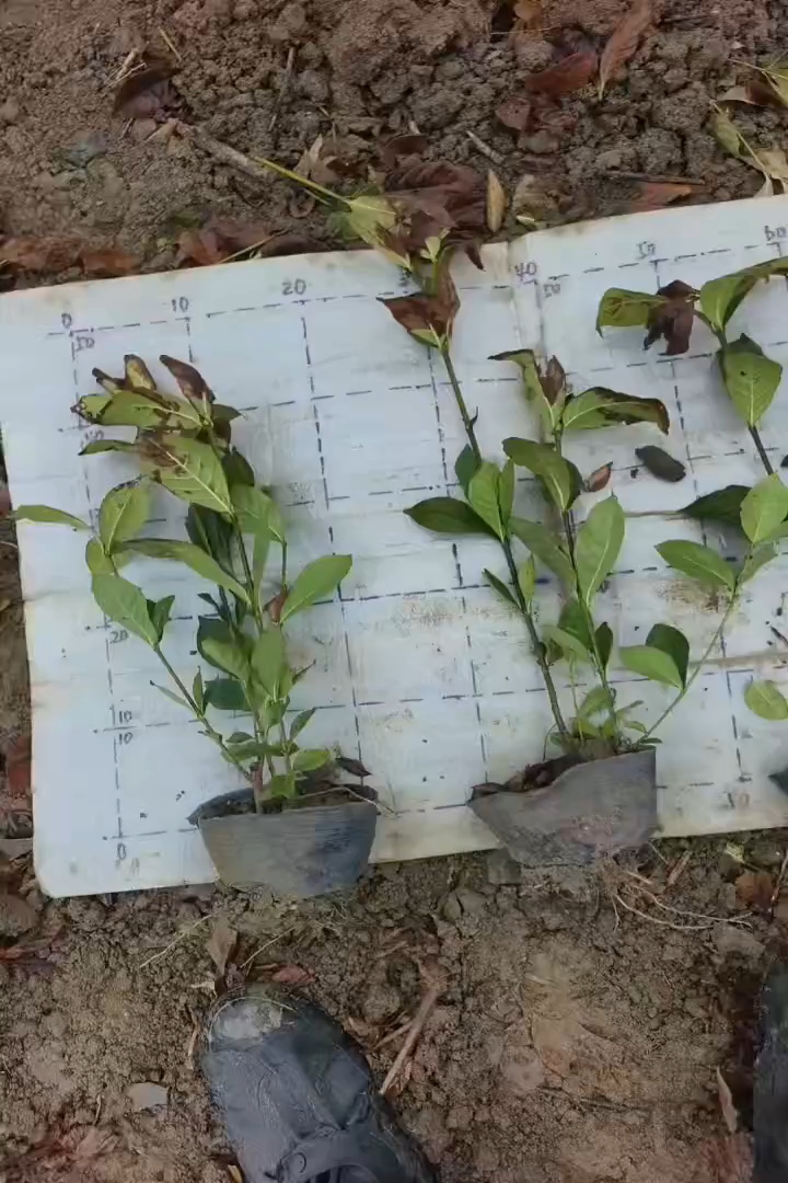高度40厘米栀子花