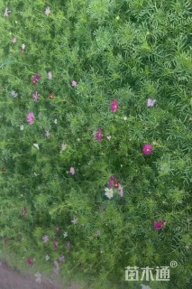 高度20厘米波斯菊