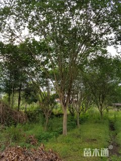 18公分紫薇