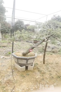 高度140厘米庭院松