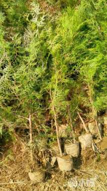 高度1000厘米侧柏