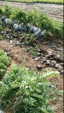 高度80厘米刺槐小苗