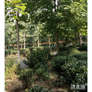 7公分马褂木