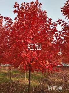 11公分美国红枫-红冠