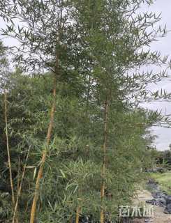 地栽苗黄金间碧玉竹