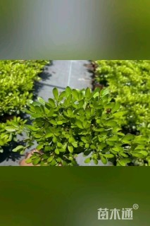 高度25厘米矮婆鹃