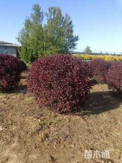 高度120厘米紫叶矮樱球