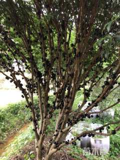 高度400厘米嘉宝果