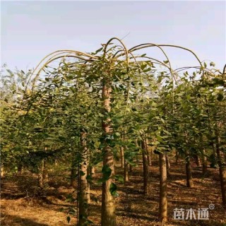 9公分龙爪槐
