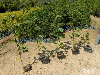 高度30厘米双荚决明