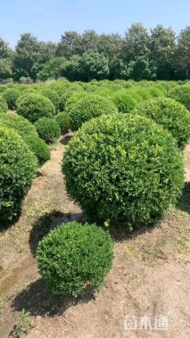 冠幅150厘米瓜子黄杨球