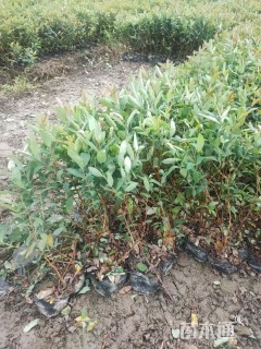 高度50厘米金丝桃