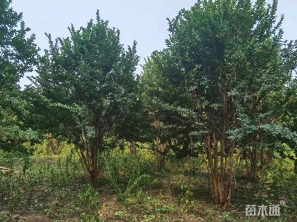 高度600厘米丛生紫薇