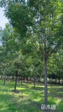 14公分白蜡