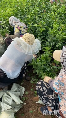 高度45厘米丁香