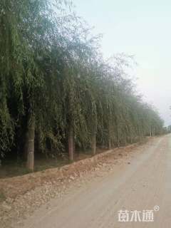 16公分金丝垂柳