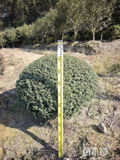 冠幅90厘米龟甲冬青球