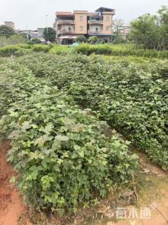 高度40厘米枫香小苗
