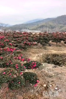 10公分造型茶梅