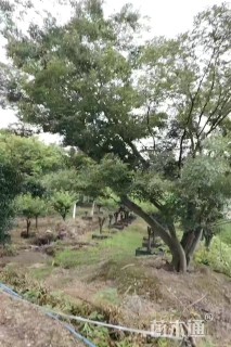 100公分(5杆)丛生朴树