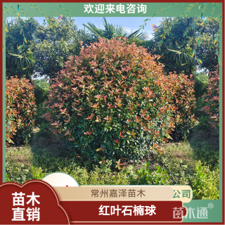 冠幅180厘米红叶石楠球