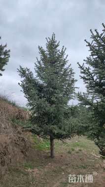 高度490厘米白扦云杉