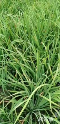 高度20厘米花菖蒲