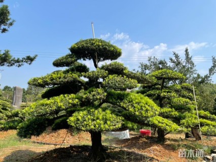 23公分罗汉松