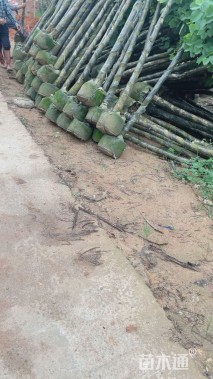 5公分红花羊蹄甲