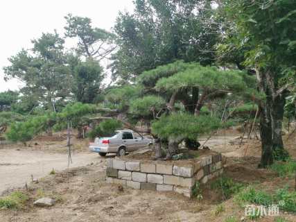 高度150厘米油松