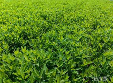 高度30厘米法国冬青