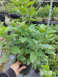 高度70厘米圆锥绣球