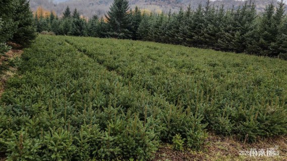 高度100厘米青海云杉