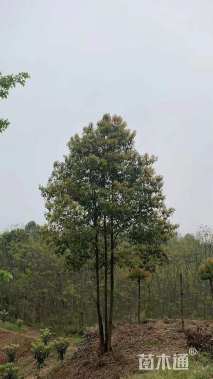 80公分丛生香樟