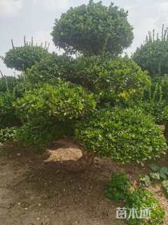 高度265厘米卫矛