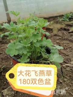 高度30厘米飞燕草