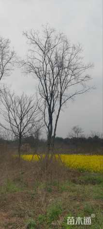 12公分(3杆)丛生乌桕