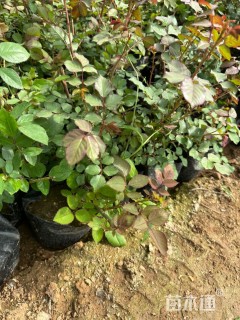 高度30厘米大花月季