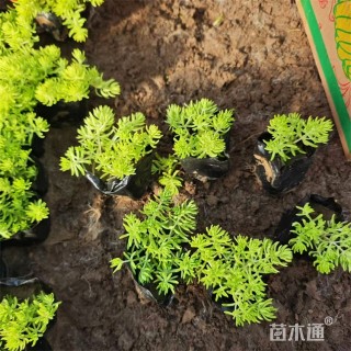 高度15厘米金叶佛甲草