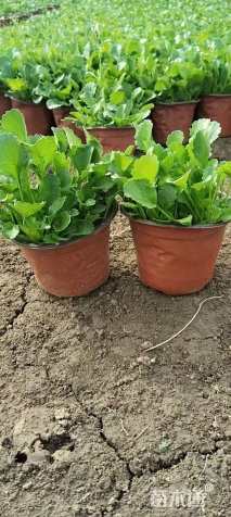 高度15厘米大滨菊